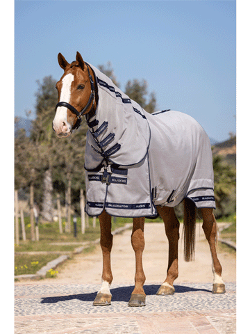 Chestnut horse wear fly rug on a sunny day 