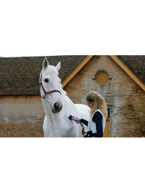 Horse	/ Health & Grooming	/ Clippers / Blades / Trimming