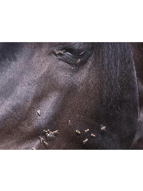 Horse	/ Health & Grooming	/ Fly Protection