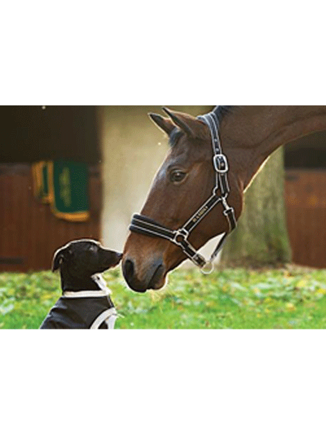 Horse	/ Health & Grooming	/ Skin Care