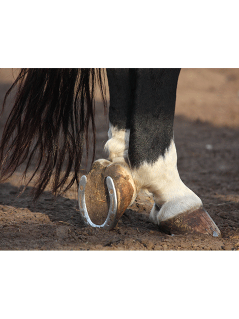 Horse	/ Health & Grooming	/ Leg Care