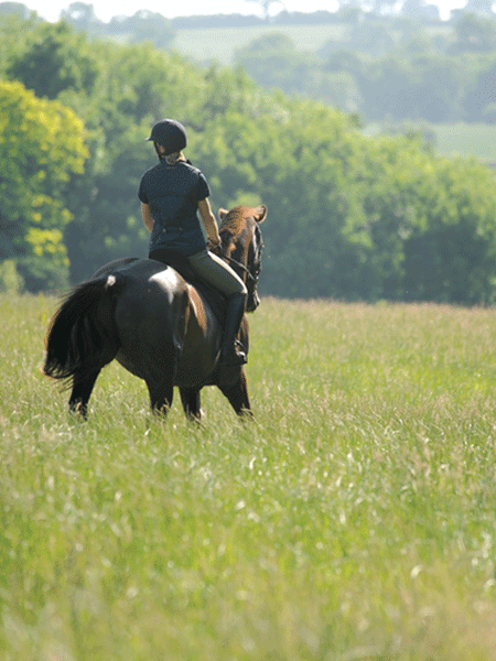 Horse / Health & Grooming / Clippers & Clipper Blades - Chobham Rider