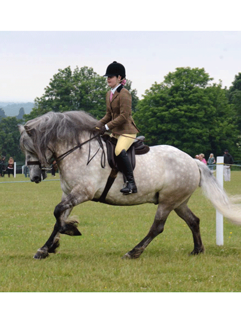 Horse	/ Health & Grooming	/ Coat, Mane & Tail Care