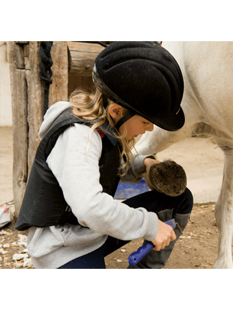 Horse	/ Health & Grooming	/ Hoof Care