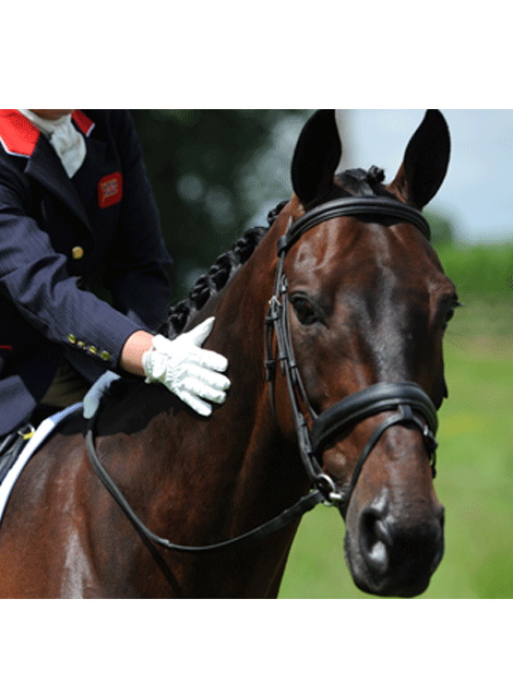 Horse	/ Health & Grooming	/ Plaiting