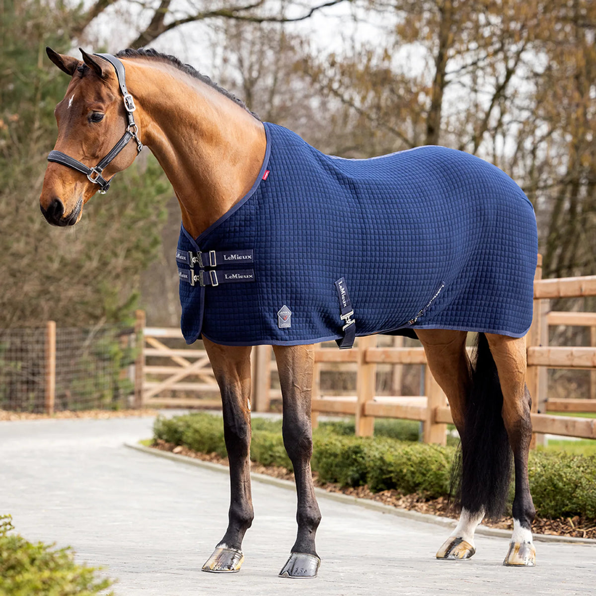 Horse Sale