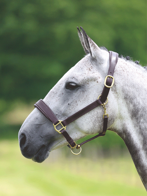 Leather Travel Headcollar