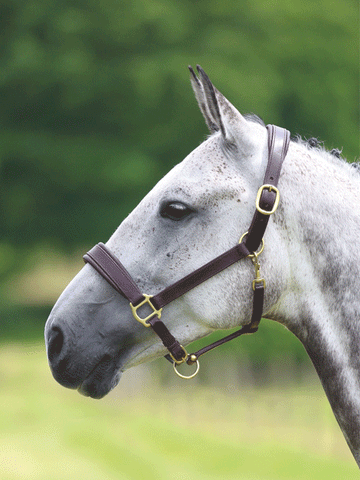 Leather Travel Headcollar