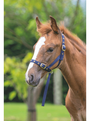 Nylon Foal Slip