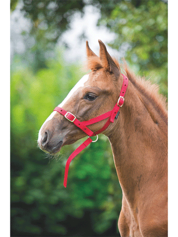 Nylon Foal Slip