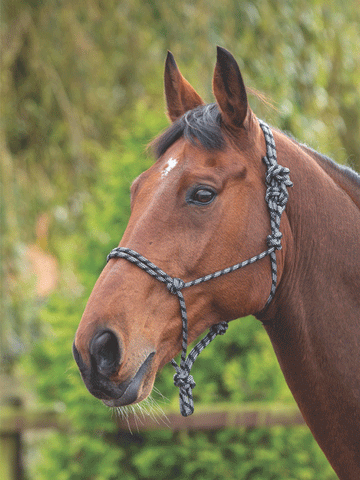 Rope Control Headcollar