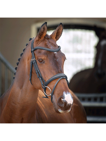 Shires Lusso Elite Padded Flash Bridle