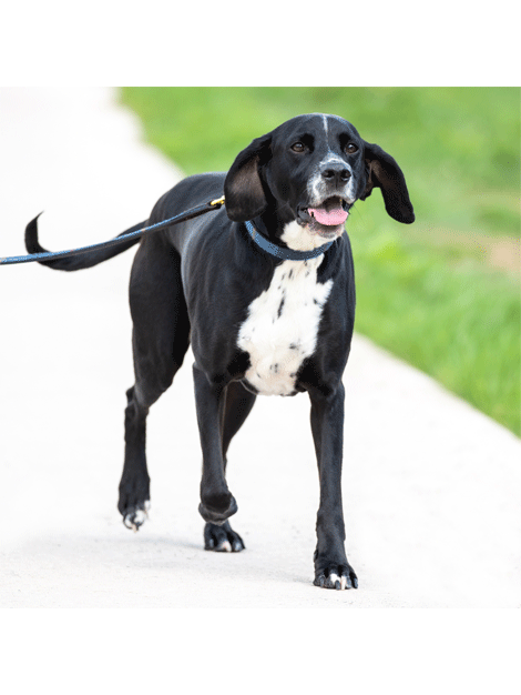Digby & Fox Tweed Dog Lead