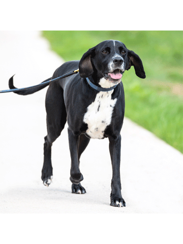 Digby & Fox Tweed Dog Lead