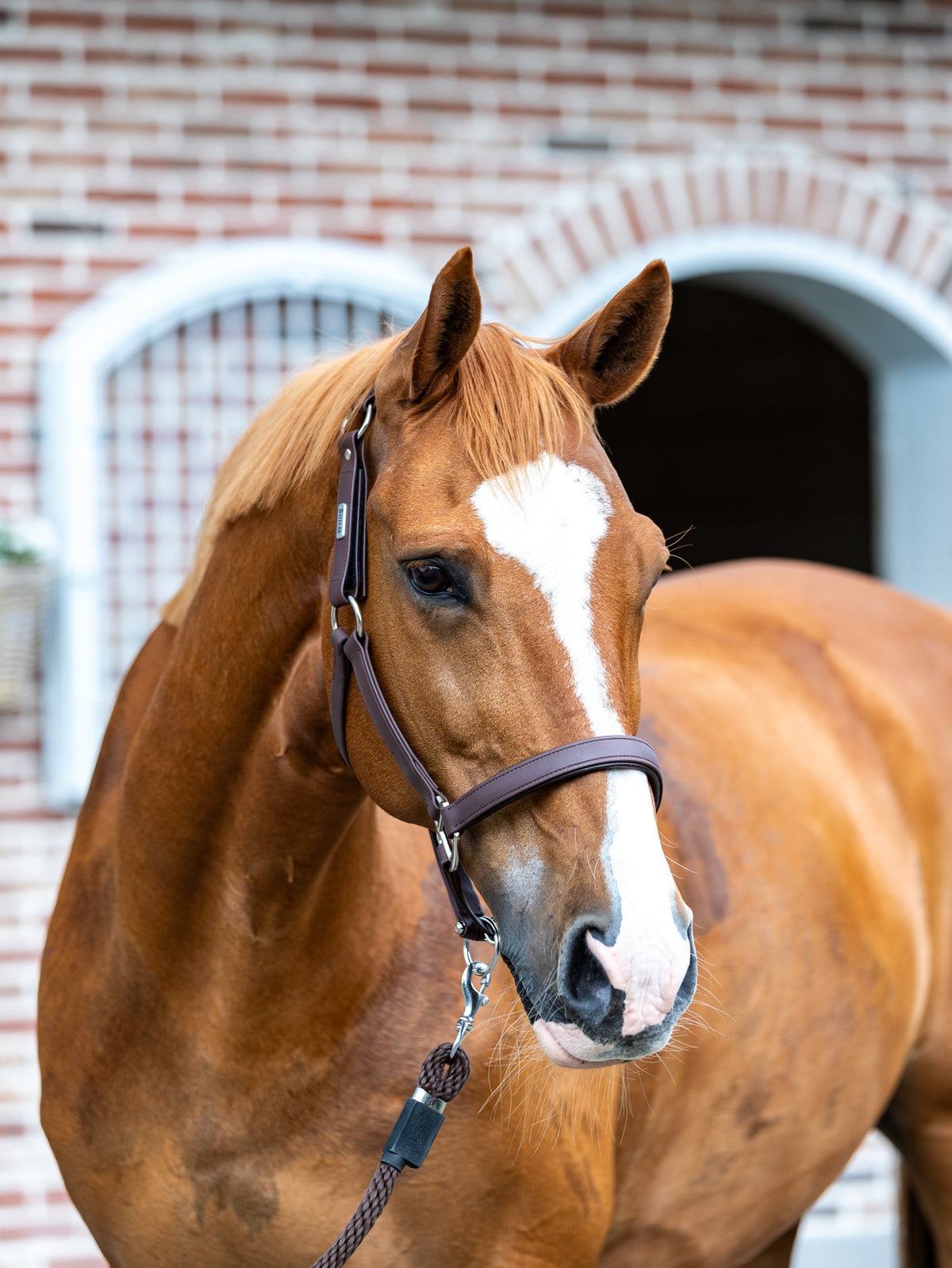 Equilibrium Stellar All Weather Field Safe Headcollar