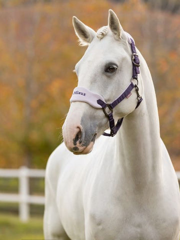 Le Mieux Vogue Fleece Headcollar and Leadrope Set