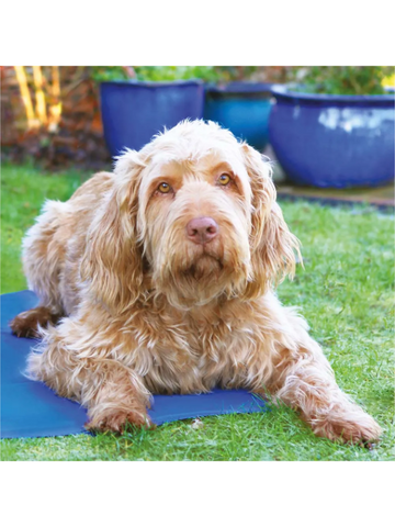 Rosewood Pet Cool Mat