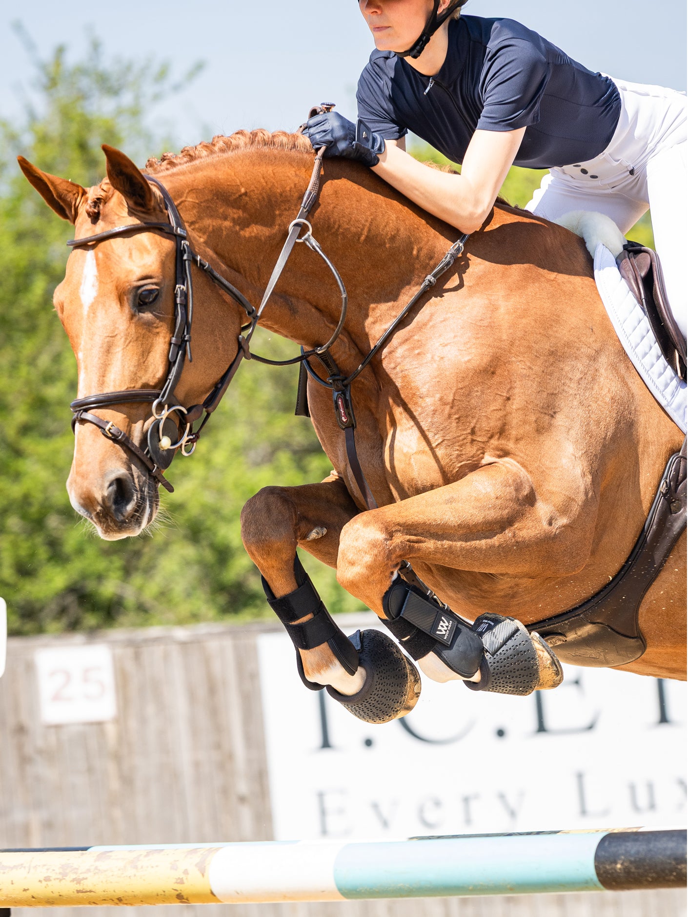 Woof Wear Pro Tendon Boots