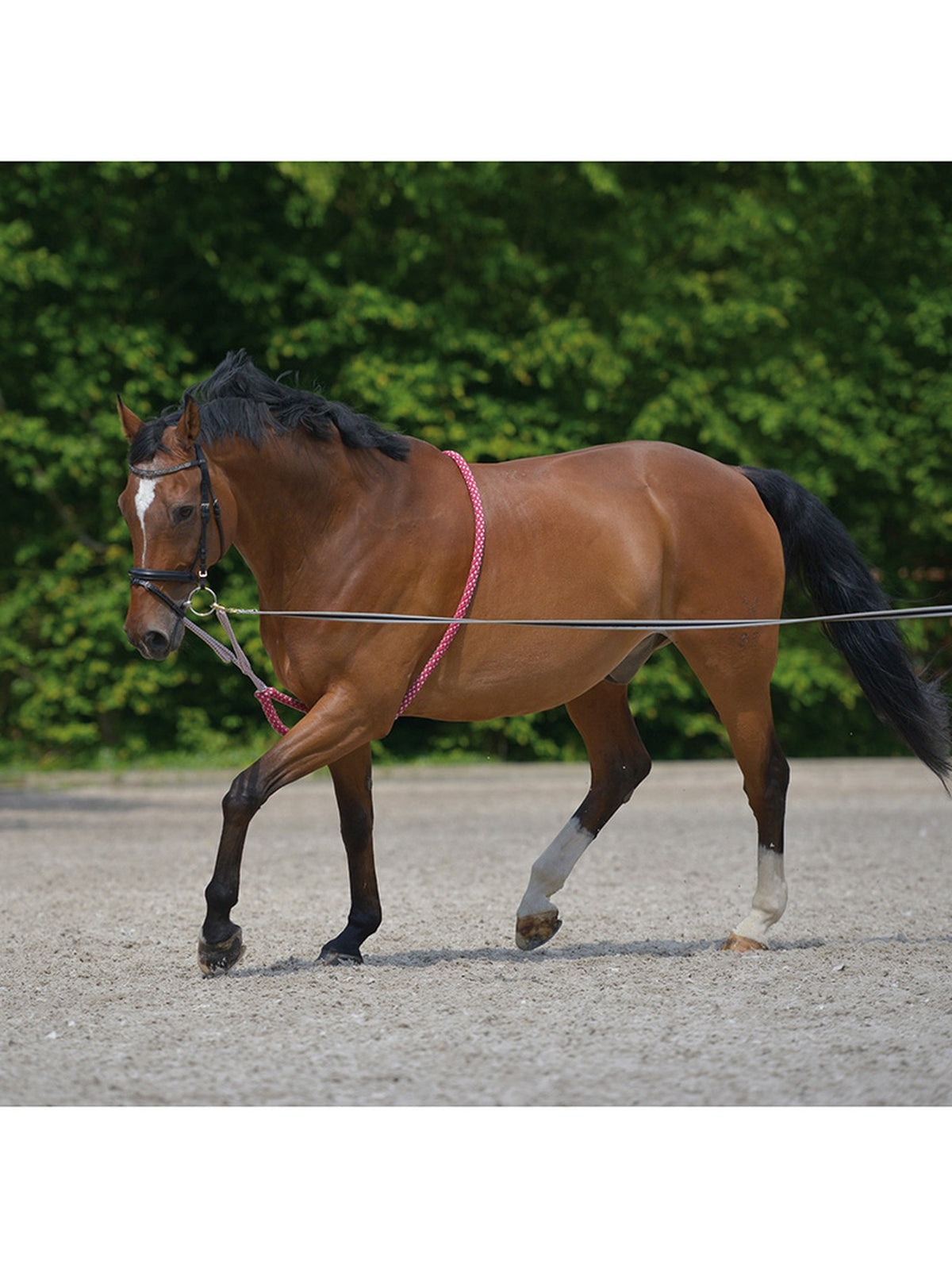 A brown horse with a black mane and tail walking in an outdoor riding arena, wearing a pink rope halter and reins, with green trees in the background.