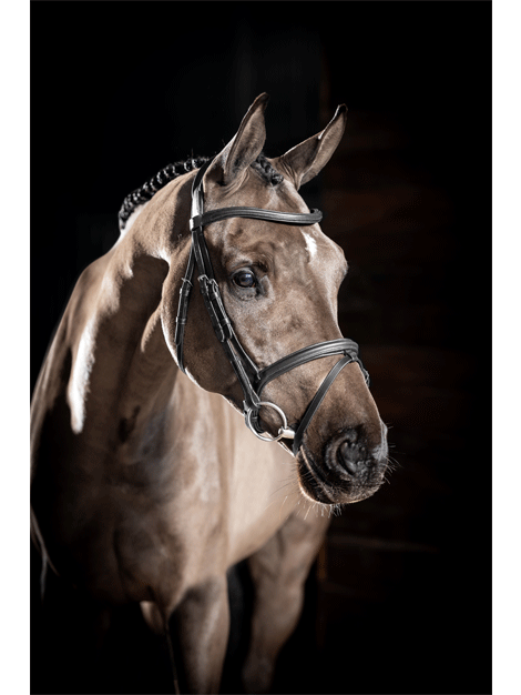 Le Mieux Arika Grackle Bridle