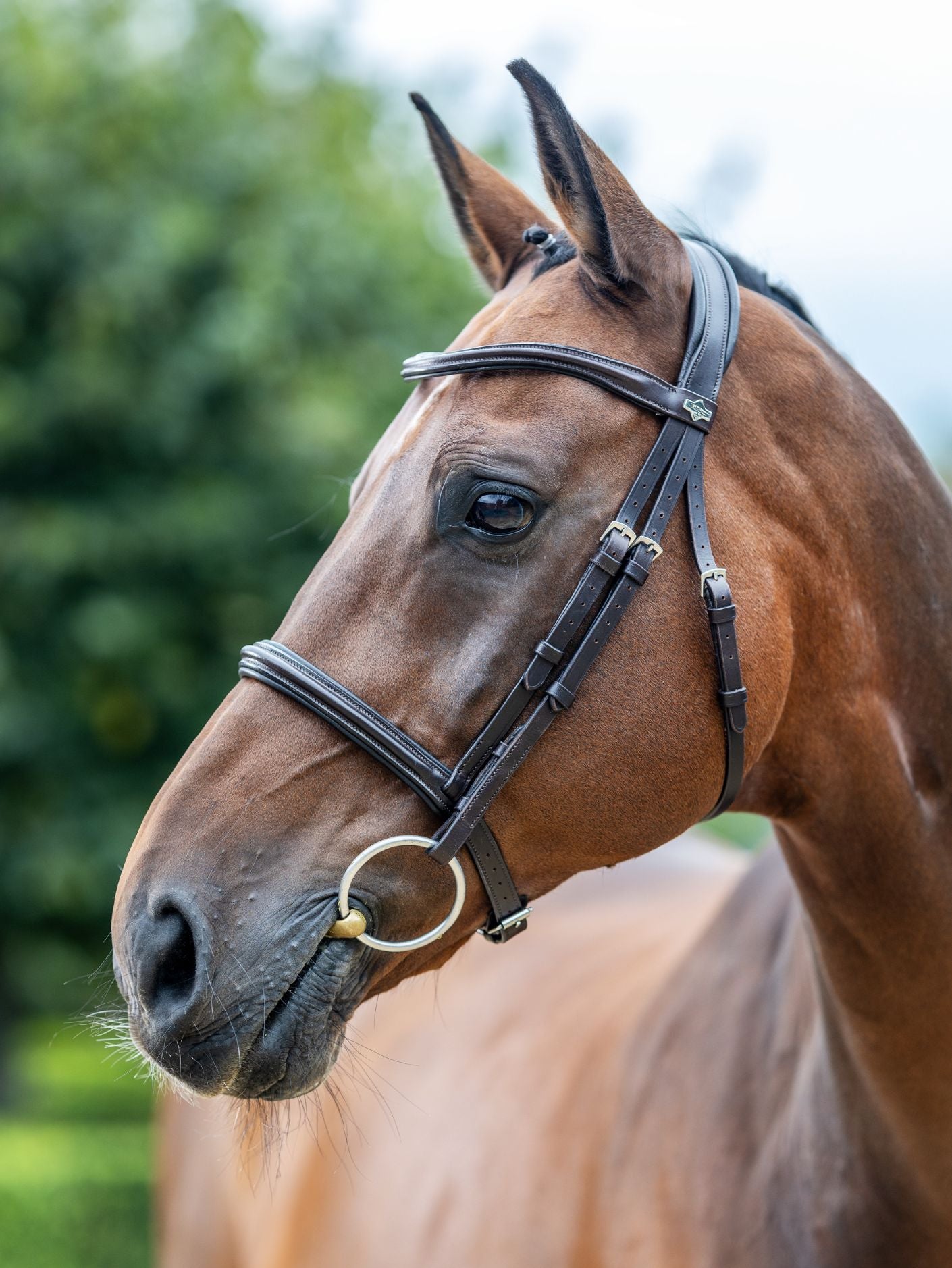Le Mieux Arika Cavesson Bridle