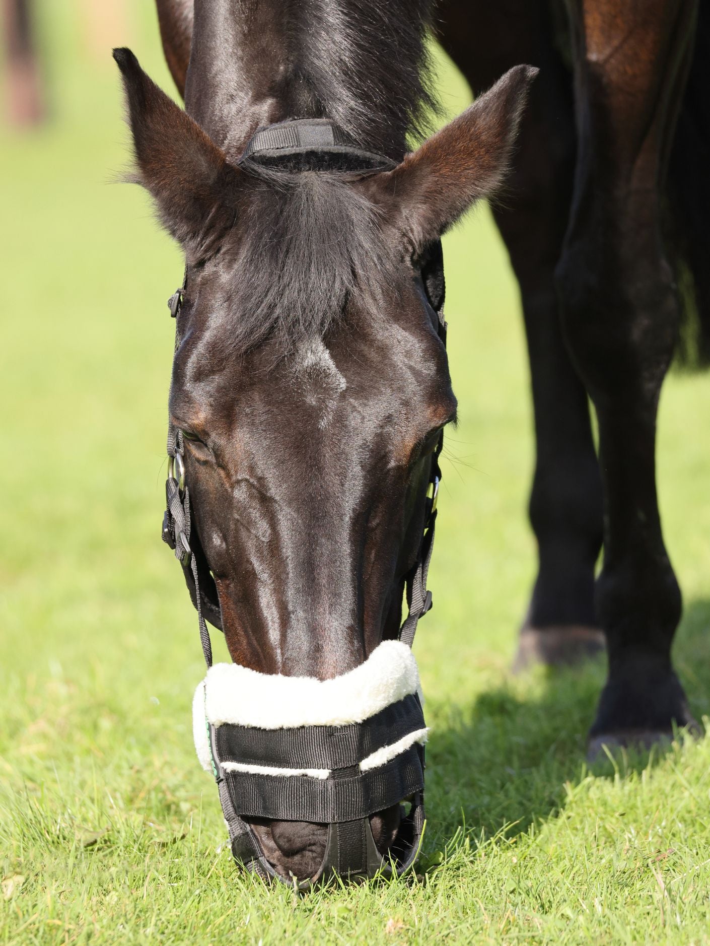 FreeGraze Airflow Grazing Muzzle