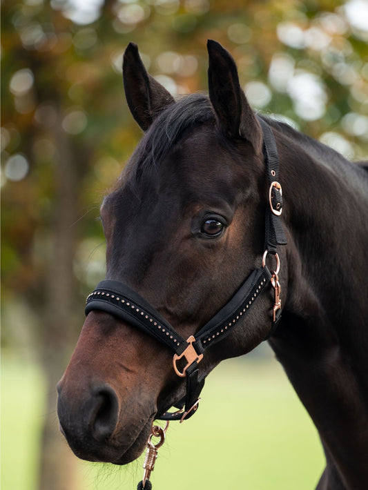 HKM Padded Headcollar