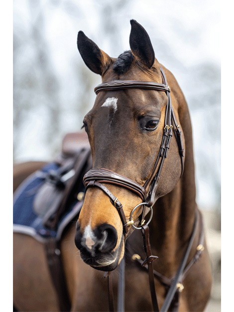 Le Mieux Competition Flash Bridle