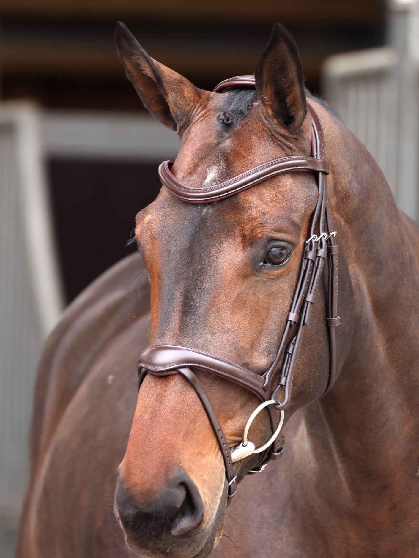 Velociti Lusso Elite Flash Bridle