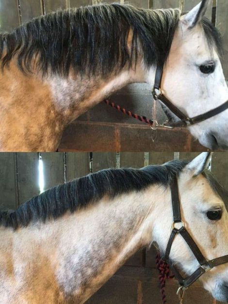 Smart Manes Thinning & Tidying Rake