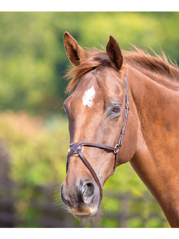 Shires Mexican Grackle Noseband