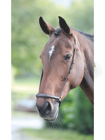 Shires Velociti Drop Noseband