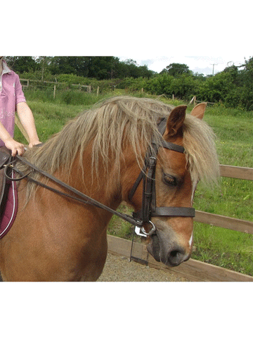 Equiami Pony Grass Rein