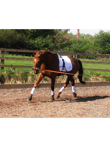 Equiami Lunging Aid