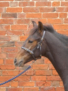 Leather Foal Headcollar