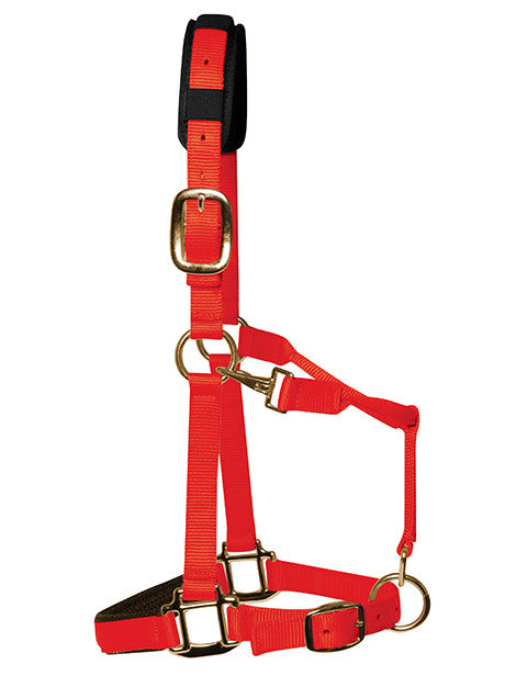Padded Headcollar