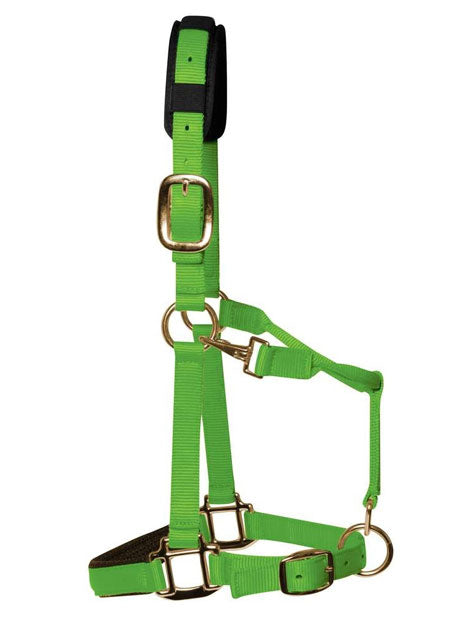 Padded Headcollar