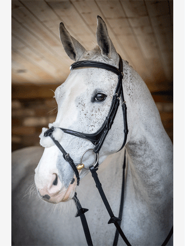 Le Mieux Grackle Bridle