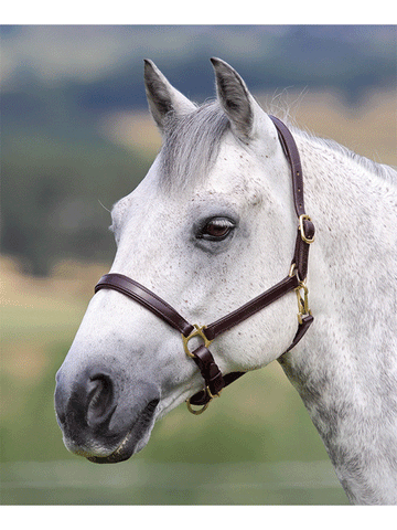 Lined Leather Headcollar