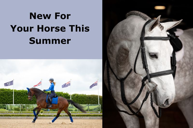 Horse on sale riding store